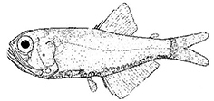 Margrethia obtusirostra_claves.jpg